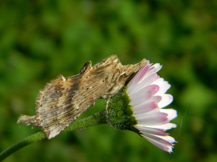 Pterostoma palpina - Notodontidae